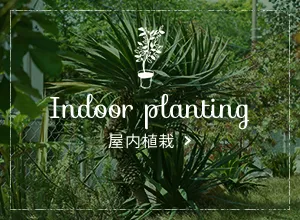 屋内植栽