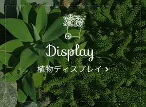 植物ディスプレイ