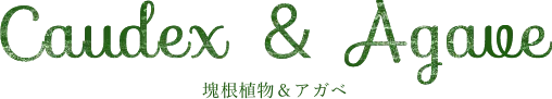 塊根植物＆アガベ