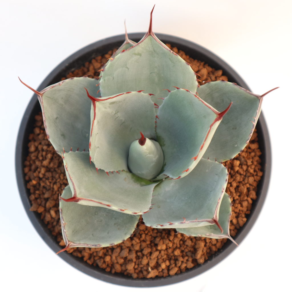 Agave Images : Romeo Agavoides Wax Echeveria Agave Succulent Seeds
