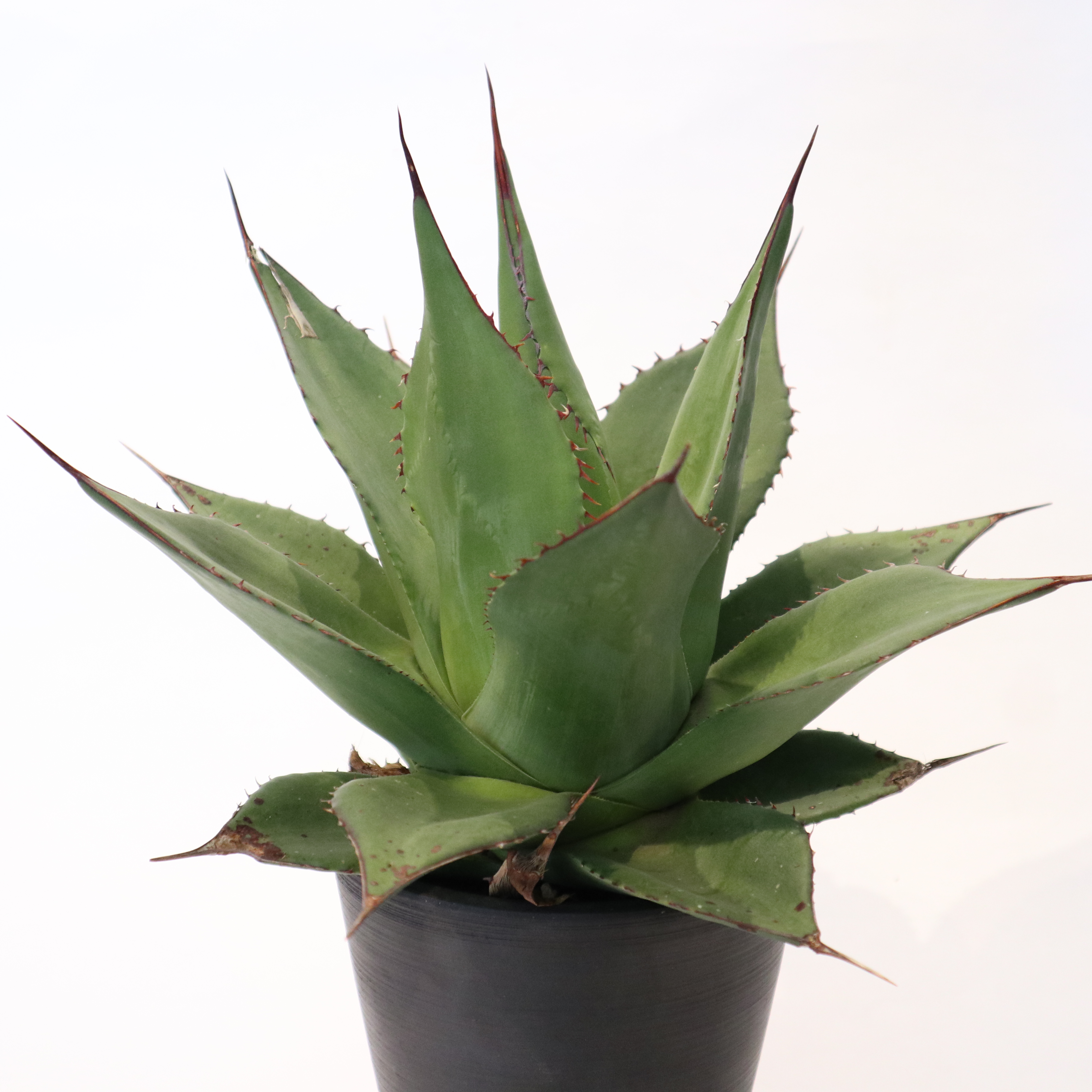 アガベ シャーウィー 'Agave ´Shawii´ W13cm H約10cm-