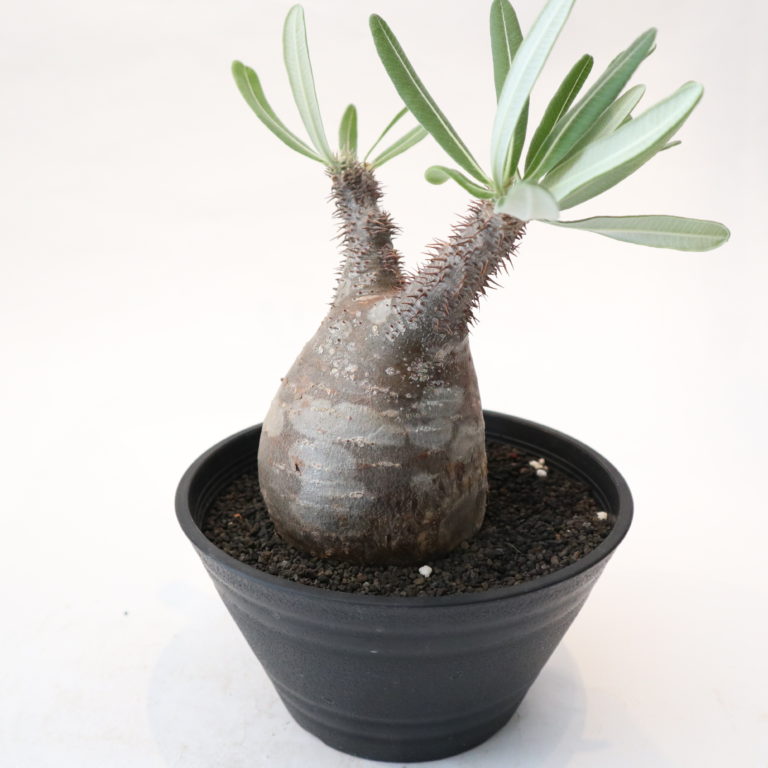 Pachypodiuｍ パキポディウム グラキリス ベアルート 塊根植物 138