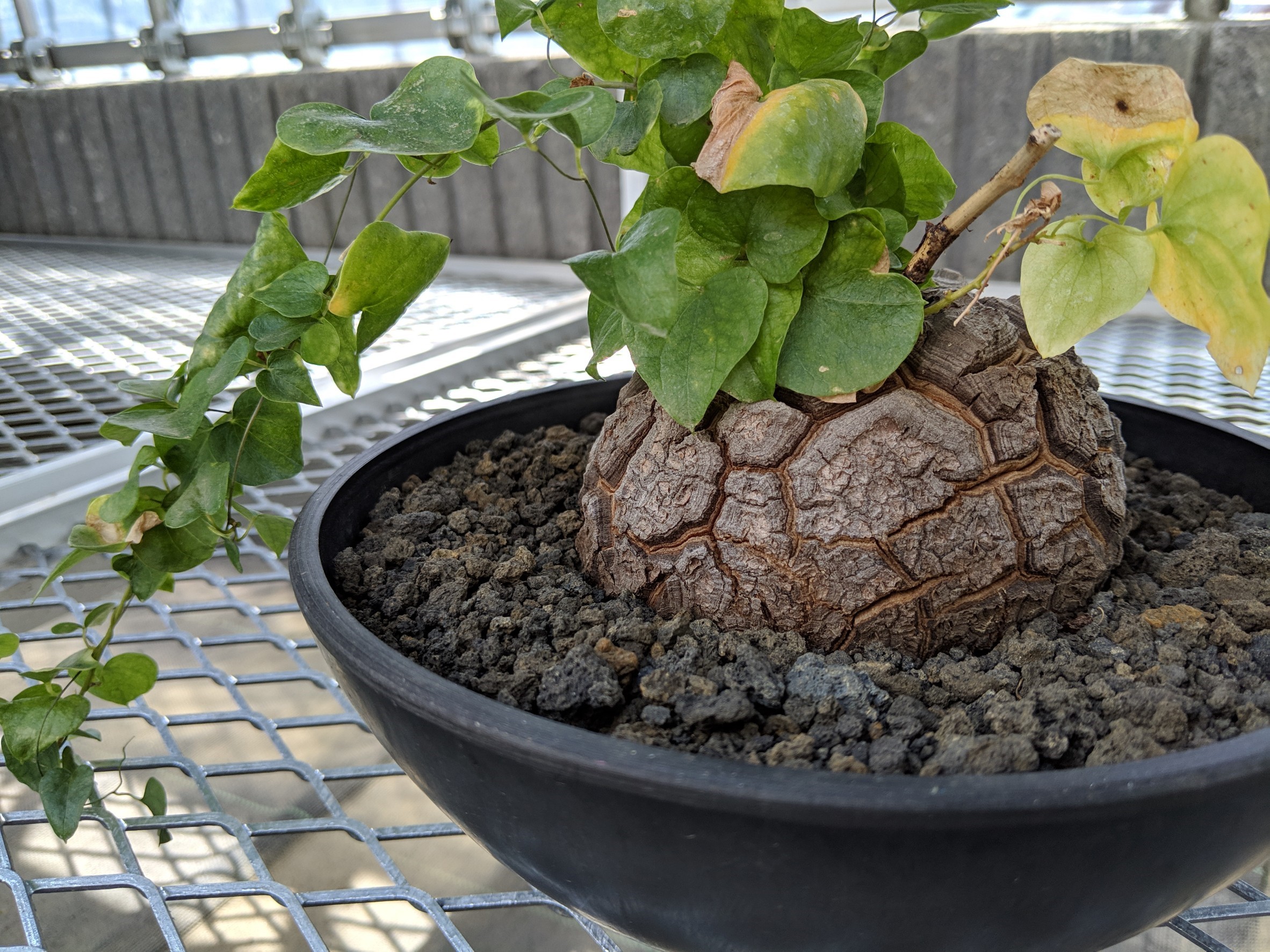 アフリカ亀甲竜 多肉植物 塊根植物-