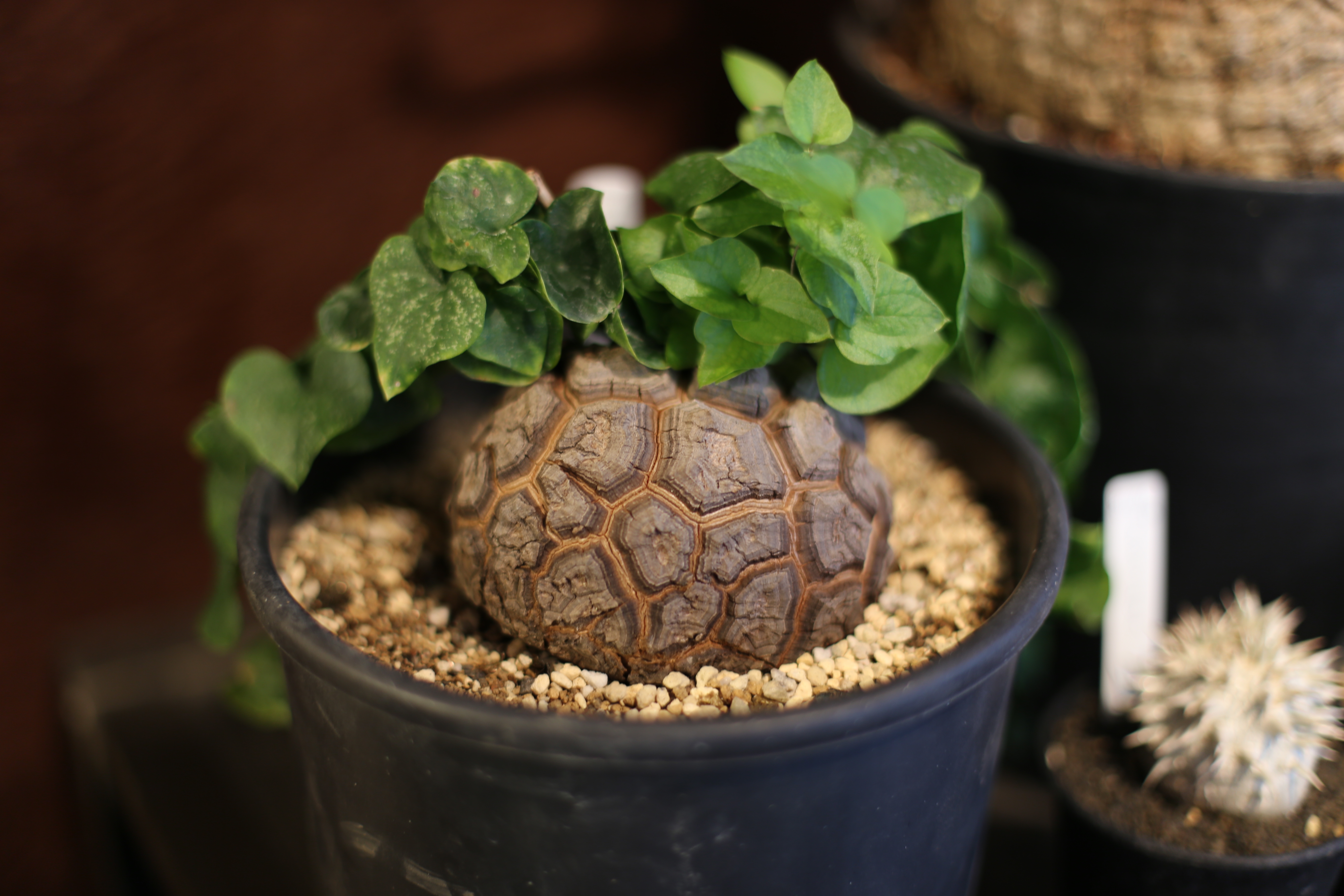 アフリカ亀甲竜 多肉植物 塊根植物-