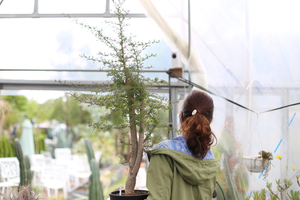 オペルクリカリア ヒファエノイデス 実生 - 植物/観葉植物