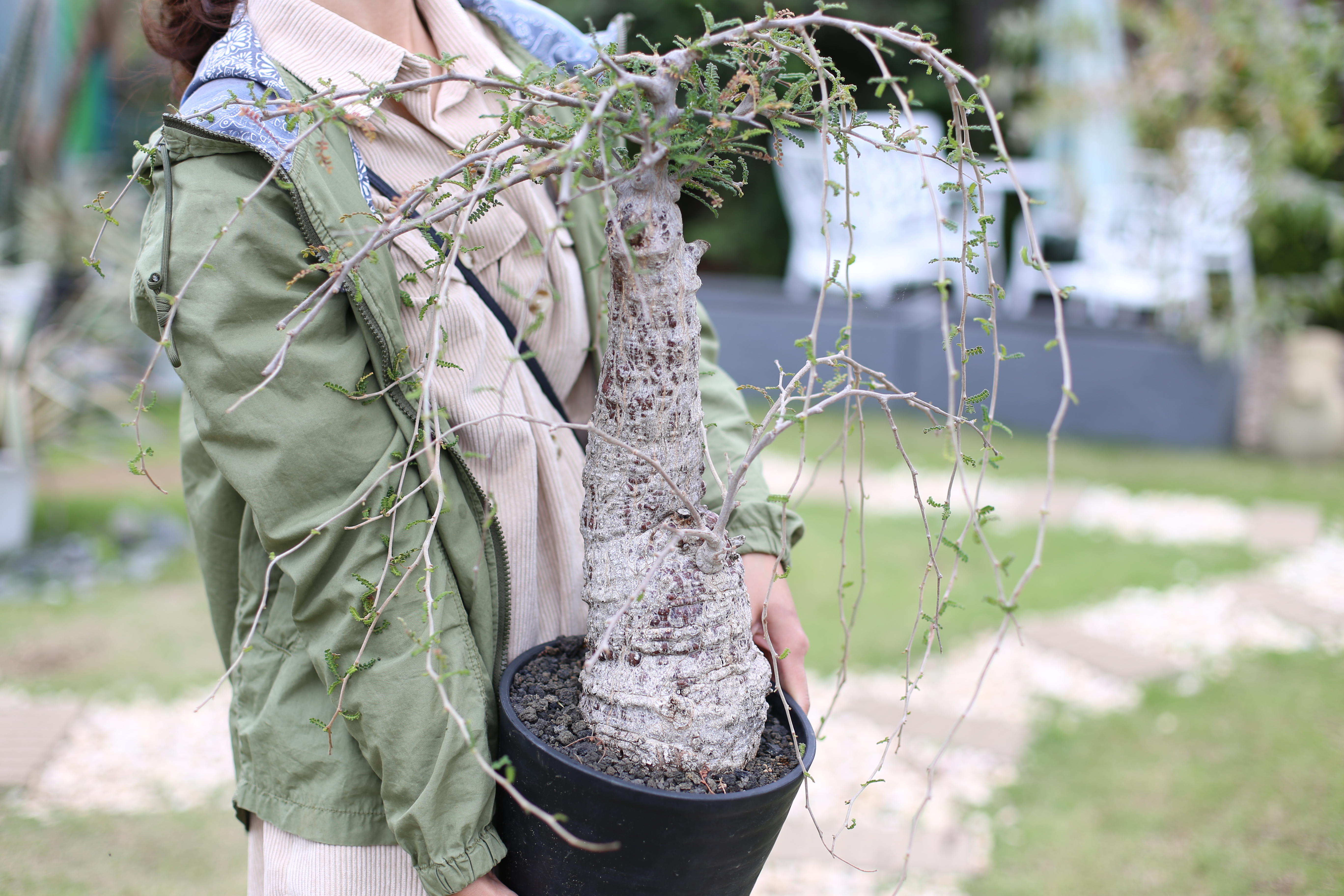 オペルクリカリア ヒファエノイデス 実生オペルクリカリア - 植物/観葉植物