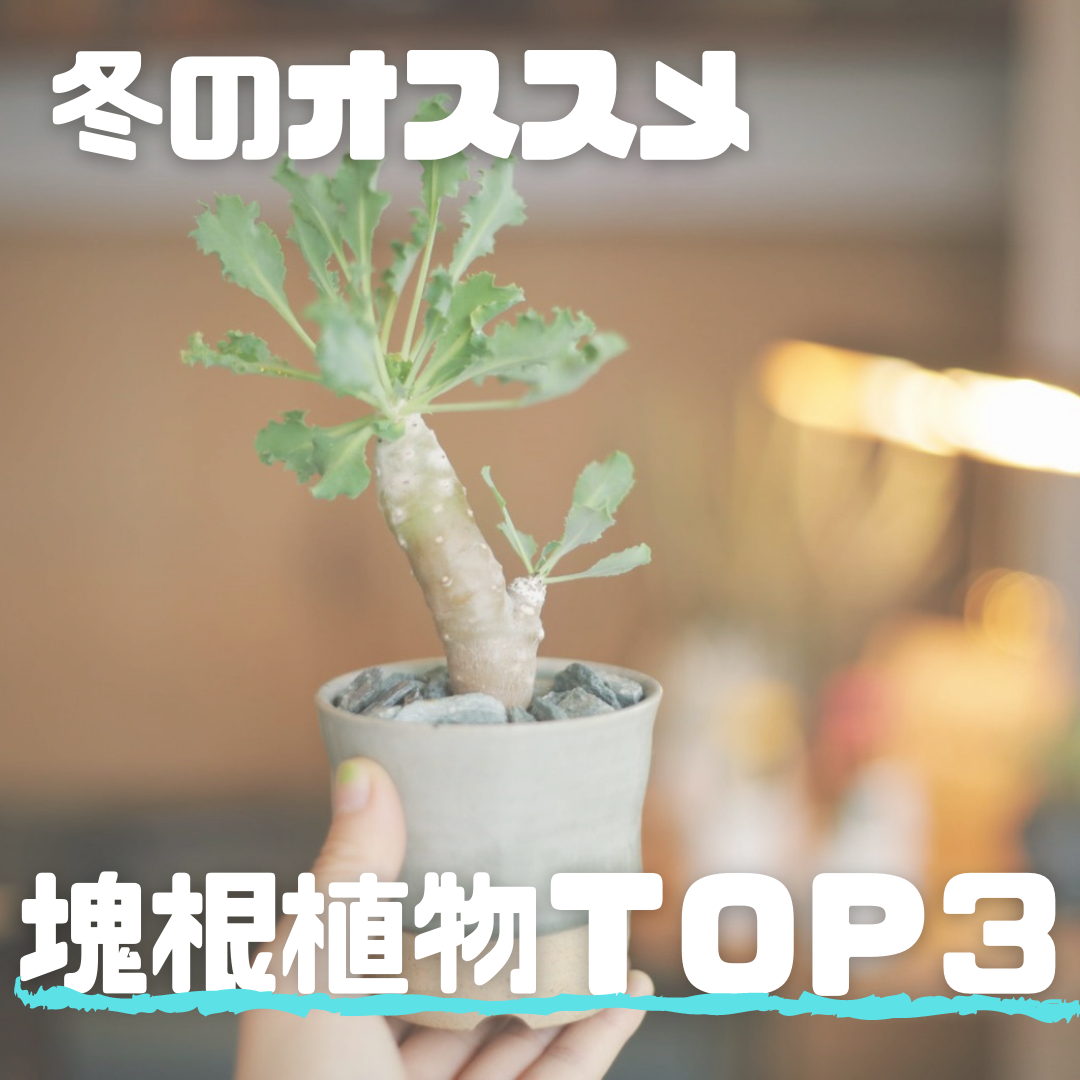 冬のオススメ塊根植物 top3 | mana's green