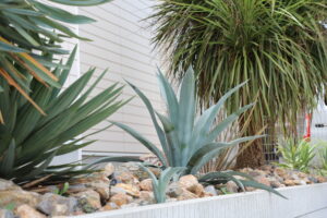 ドライガーデンアガベ