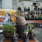 塊根・アガベイベント