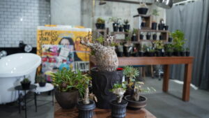 塊根・アガベイベント