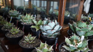 塊根・アガベ植物イベント