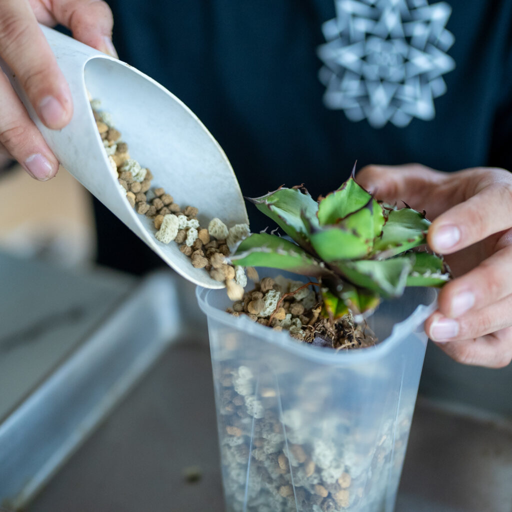 塊根アガベ土の量が違うワケ