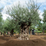 古木オリーブmanasgreen