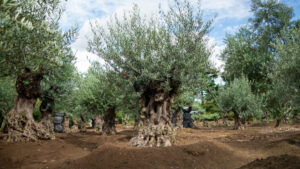 古木オリーブmanasgreen