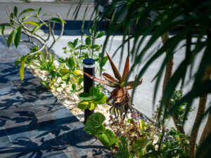 沖縄の植栽で大事な事