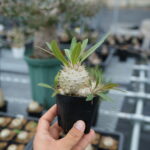 塊根植物・アガベ卸売り