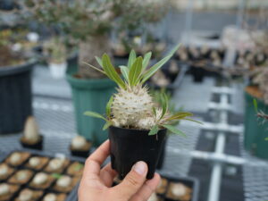 塊根植物・アガベ卸売り