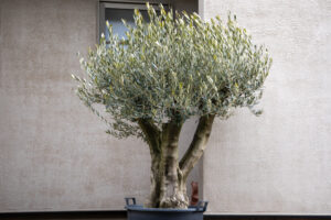 国産古木オリーブ販売