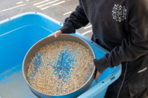 塊根植物アガベ土