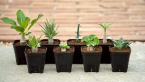 沖縄実生塊根植物アガベ